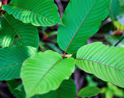 kratom_plant-left