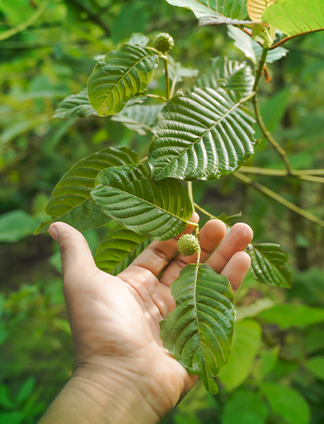 Mitragyna Speciosa also known as Kratom