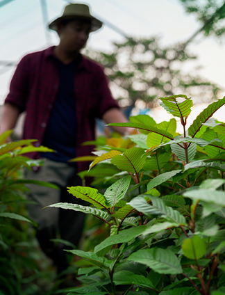 Kratom farm in Indonesia