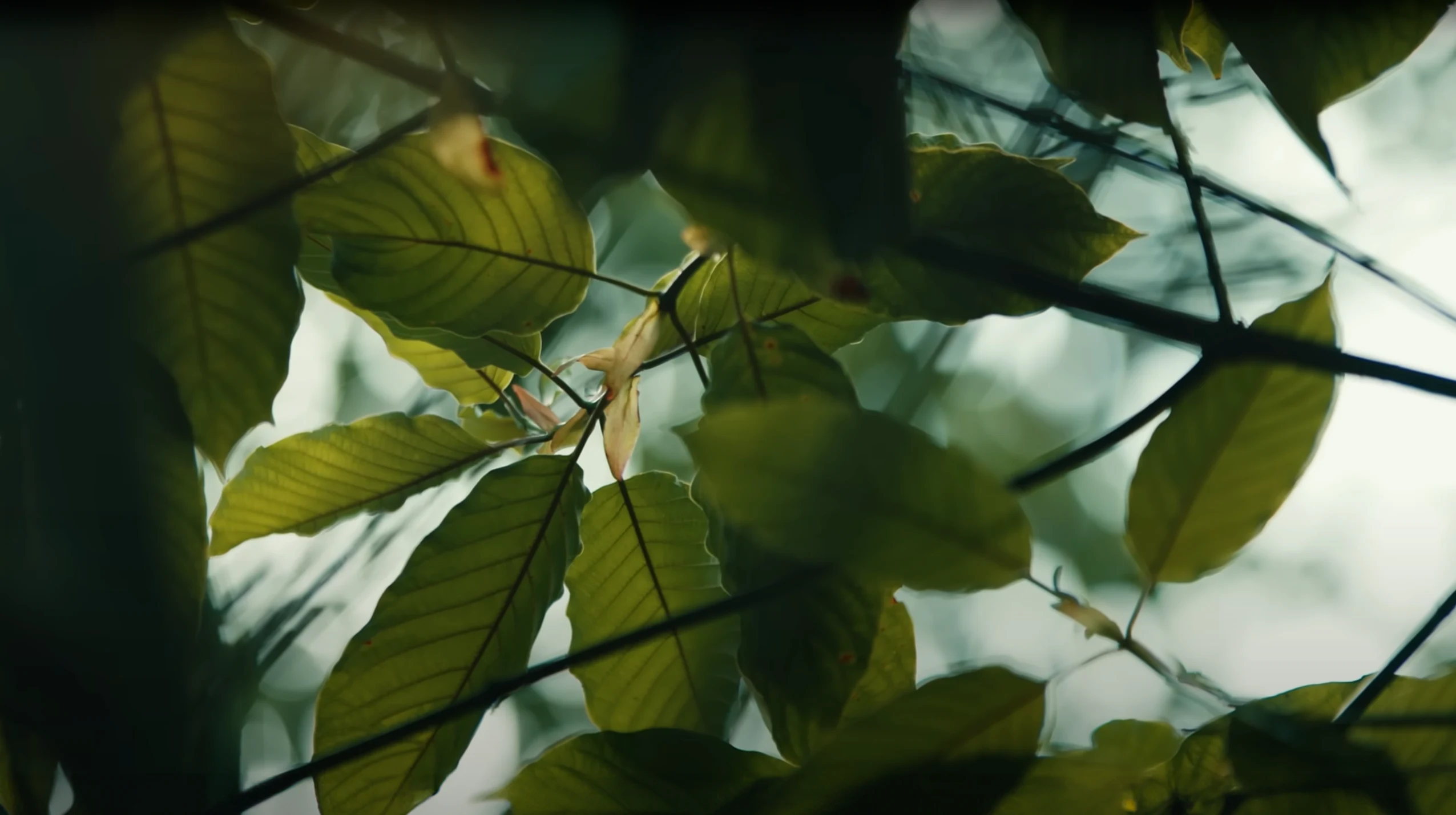 kratomade leaves