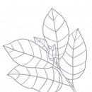 bottom_right-leaf