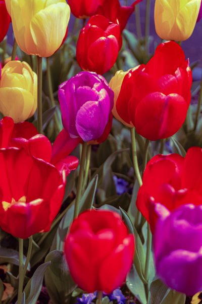 May Flowers Are Here! Bundle Your Drink Mixes and Get a FREE Gummy Jar!